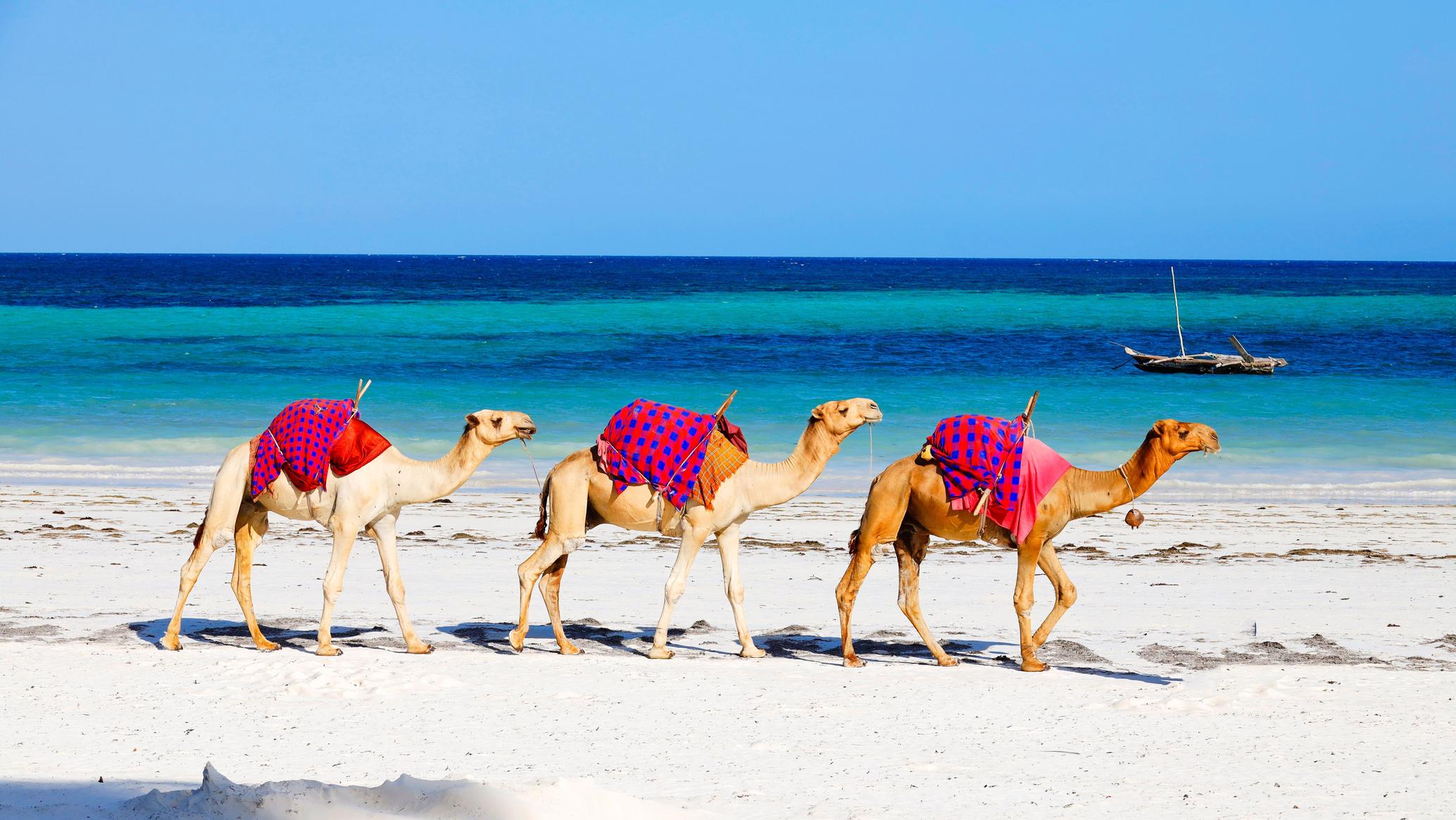Camels on the white sand at Diani Beach
