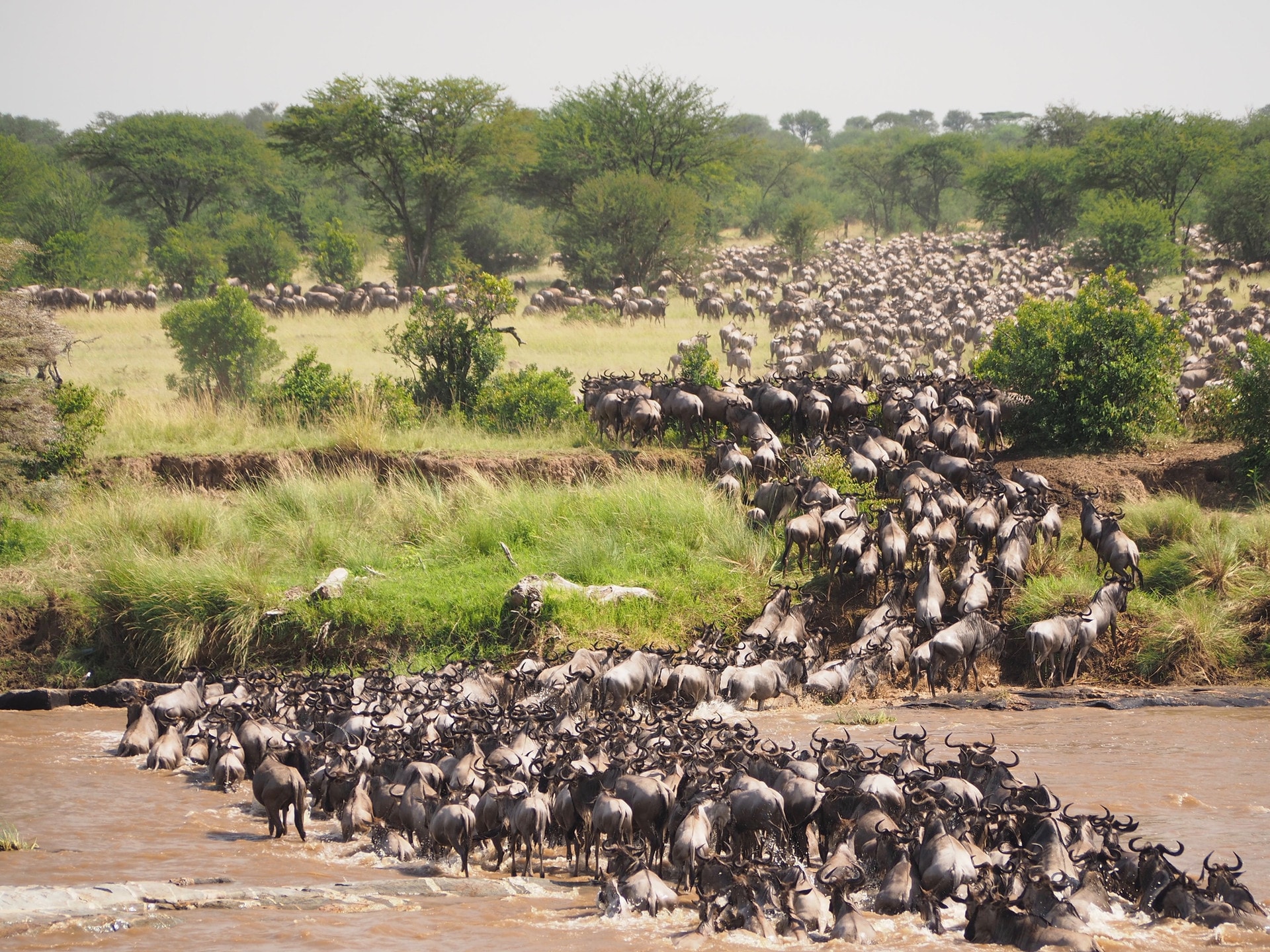 Wildebeest crossing a river during the migration in the Maasai Mara