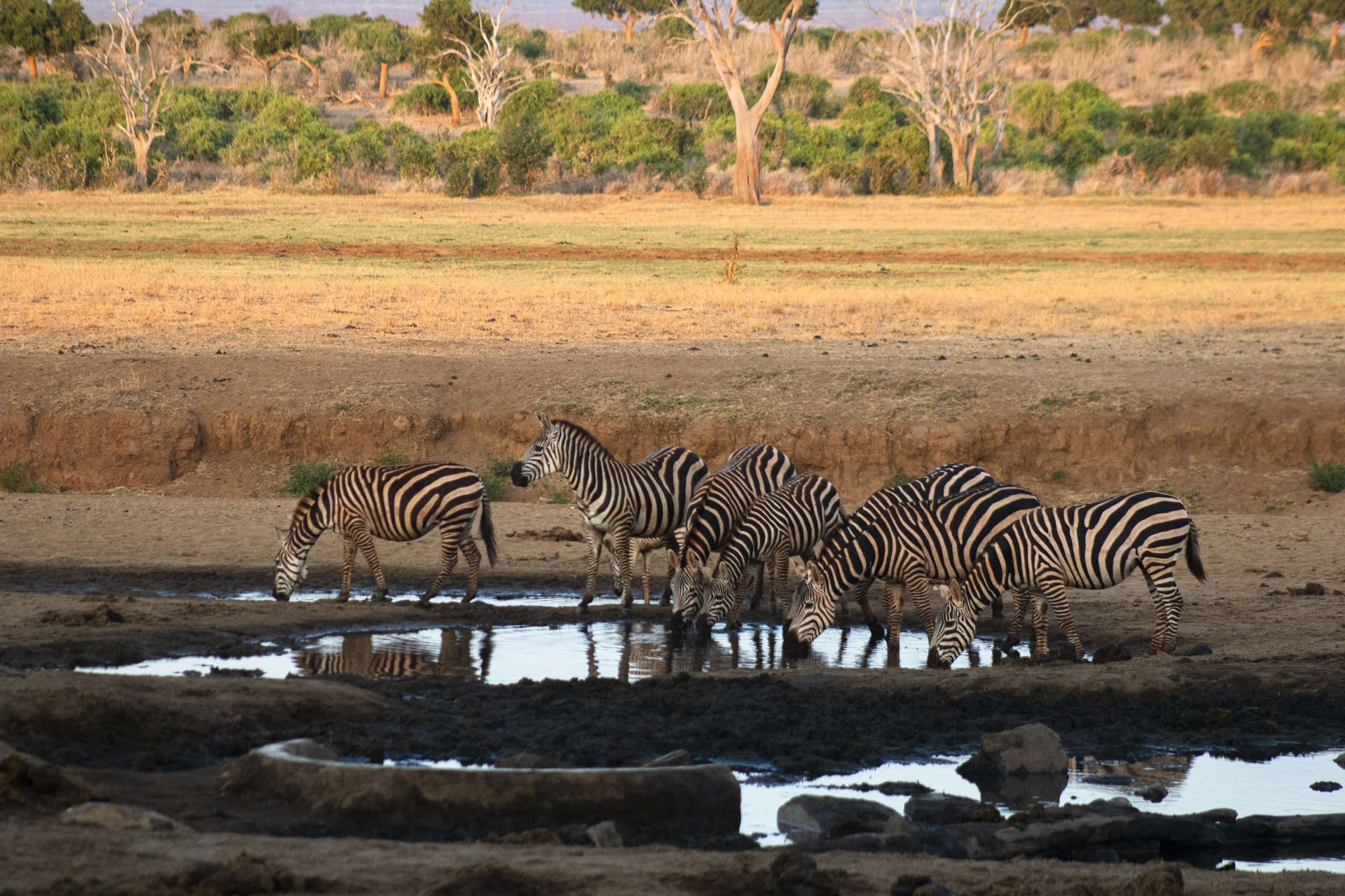 Zebras drinking at a waterhole in Tsavo