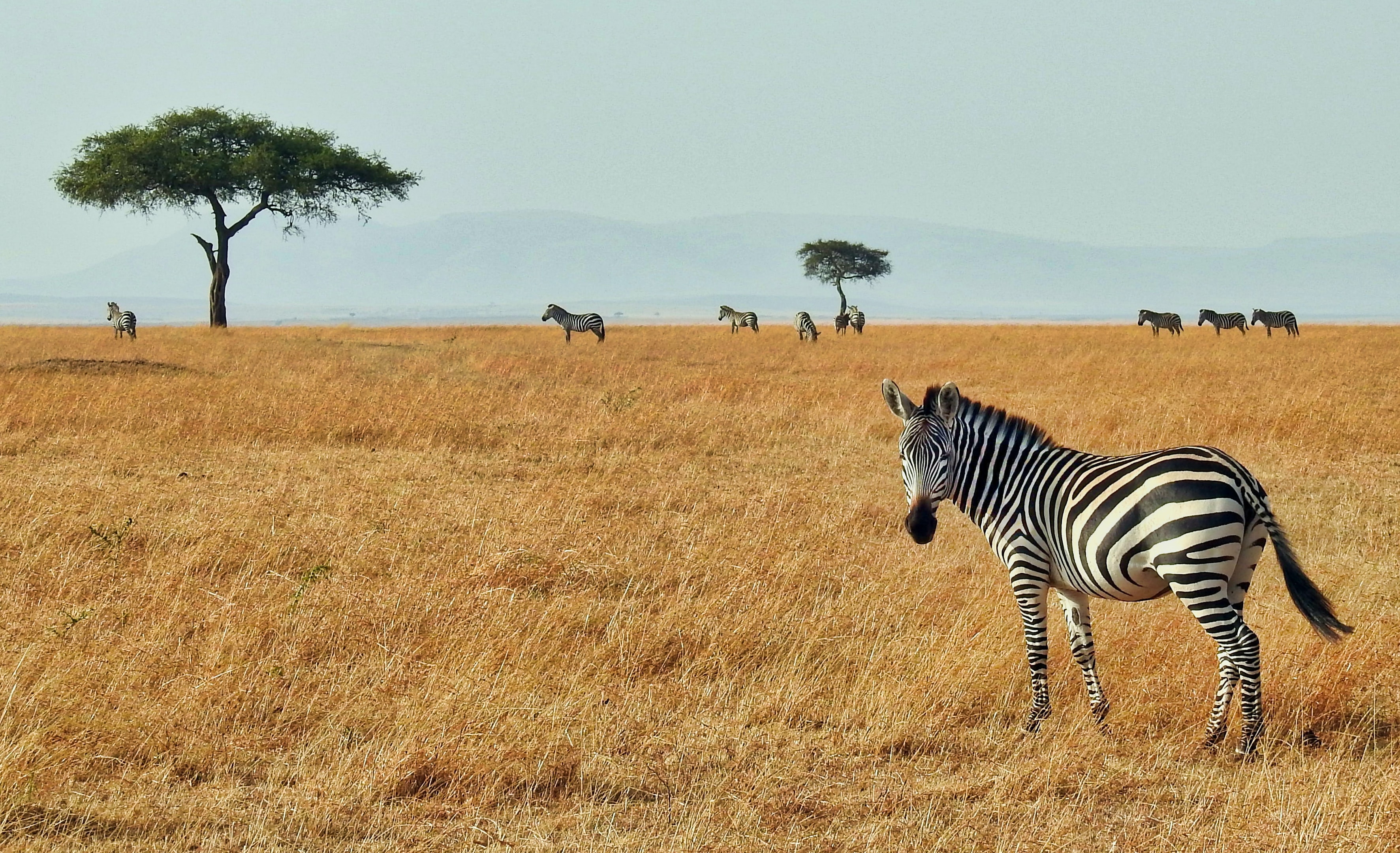Zebras grazing beneath acacia trees on the Kenyan savannah