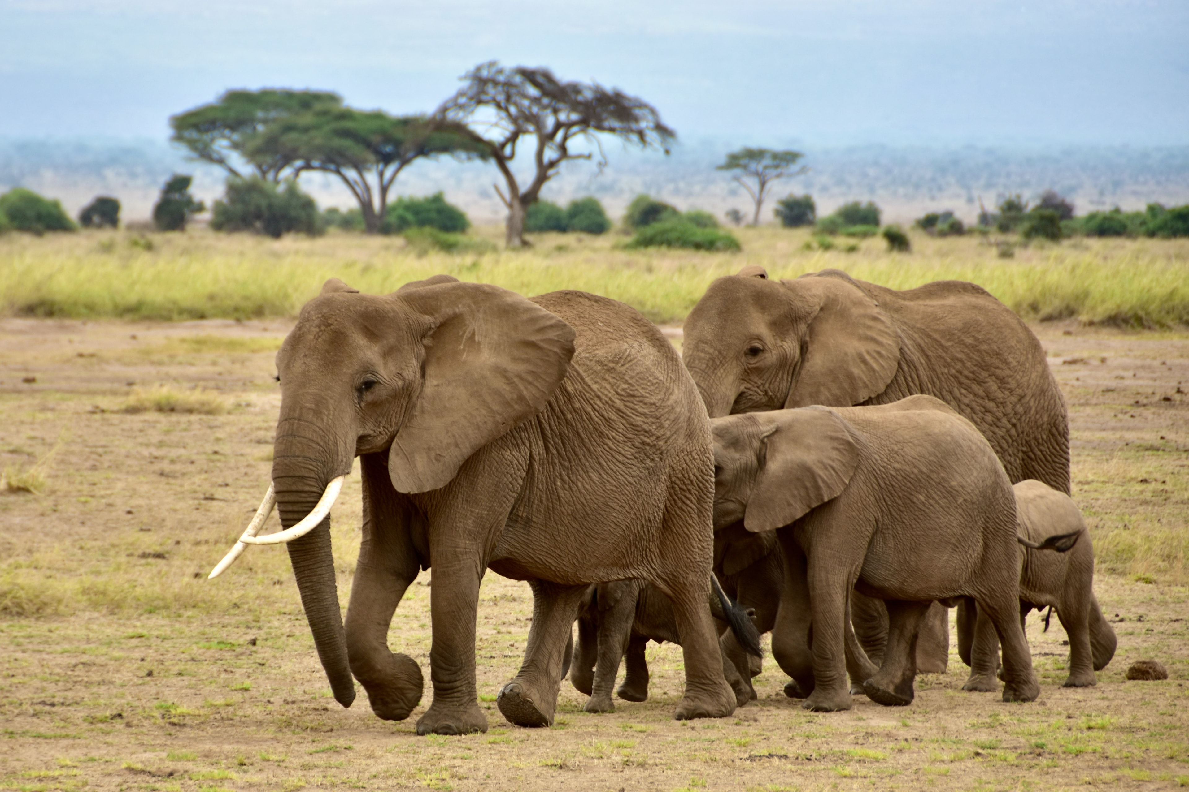 Wildlife in Amboseli, Kenya